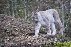 Wildpark Bilstein (c) Astrid Padberg