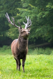 Wildpark Bilstein