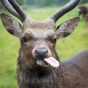 Wildpark Bilstein