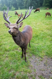 Wildpark Bilstein