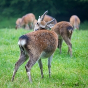 Wildpark Bilstein