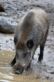 Wildpark Bilstein
