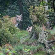 Wildpark Bilstein