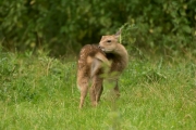 Wildpark Bilstein