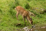 Wildpark Bilstein