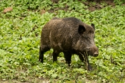 Wildpark Bilstein