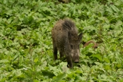 Wildpark Bilstein