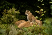 Wildpark Bilstein