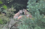 Wildpark Bilstein