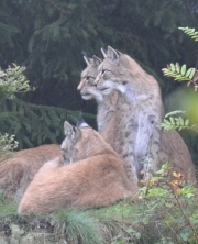 Wildpark Bilstein