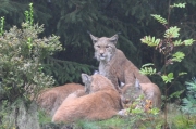 Wildpark Bilstein