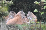 Wildpark Bilstein
