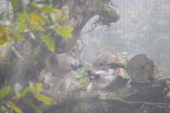 Europäische Wölfe (c) Astrid Padberg