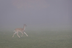 Damwild (c) Astrid Padberg