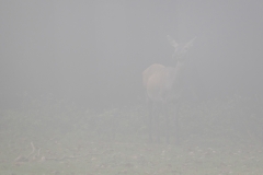 Damwild (c) Astrid Padberg