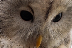 Habichtskauz (c) Hans Peter Eckstein