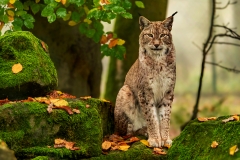 Luchs (c) Gerd Baumann