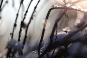 Winter (c) Andrea Hermann