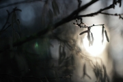 Winter (c) Andrea Hermann