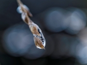 Winter (c) Annette Ulrich