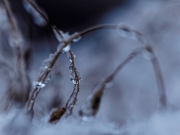 Winter (c) Annette Ulrich