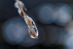 Winter (c) Annette Ulrich