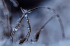 Winter (c) Annette Ulrich