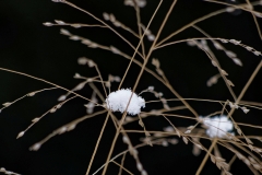 Winter (c) Annette Ulrich