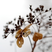 Winter (c) Annette Ulrich