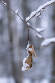 Winter (c) Astrid Padberg