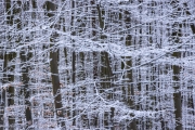 Winter (c) Astrid Padberg