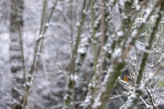 Winter (c) Astrid Padberg
