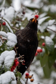Winter (c) Astrid Padberg