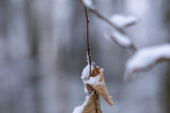 Winter (c) Astrid Padberg