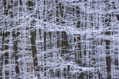 Winter (c) Astrid Padberg