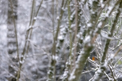 Winter (c) Astrid Padberg