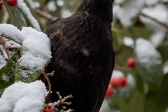 Winter (c) Astrid Padberg