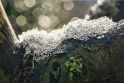 Winter (c) Detlef Buxmann