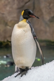 Winter (c) Detlef Buxmann