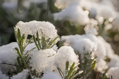 Winter (c) Detlef Buxmann