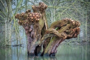 Rheinwiesen - magischer Baum im Hochwsser (c) Detlef Buxmann