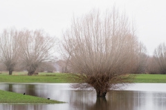 Rheinwiesen - Bäume im Hochwasser - Winter 2023 (c) Detlef Buxmann
