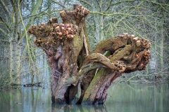 Rheinwiesen - magischer Baum im Hochwsser (c) Detlef Buxmann
