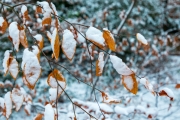 Winter (Hans Georg Bein)