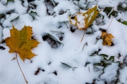 Winter (Hans Georg Bein)