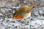 Winter (c) Hans Peter Eckstein