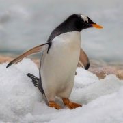 Winter (c) Hans Peter Eckstein