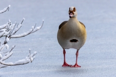 Winter (c) Hans Peter Eckstein