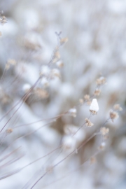 Winter (c) Ina Herzig