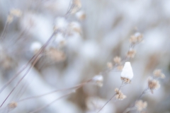 Winter (c) Ina Herzig